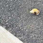 ヒメ日記 2025/01/19 10:56 投稿 鏡 セクシーキャット 神田店