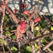 ヒメ日記 2025/01/22 11:01 投稿 鏡 セクシーキャット 神田店