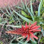 ヒメ日記 2025/01/22 16:30 投稿 鏡 セクシーキャット 神田店