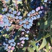 ヒメ日記 2025/01/23 09:55 投稿 鏡 セクシーキャット 神田店