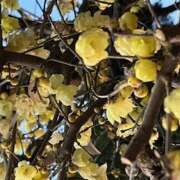 ヒメ日記 2025/02/02 09:22 投稿 鏡 セクシーキャット 神田店