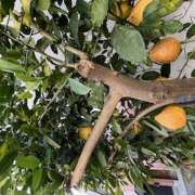 ヒメ日記 2025/03/10 09:20 投稿 鏡 セクシーキャット 神田店