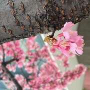 ヒメ日記 2025/03/13 16:40 投稿 鏡 セクシーキャット 神田店