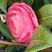 ヒメ日記 2025/03/19 10:52 投稿 鏡 セクシーキャット 神田店