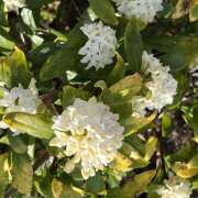 ヒメ日記 2025/03/20 16:18 投稿 鏡 セクシーキャット 神田店