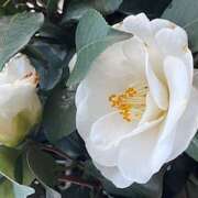 ヒメ日記 2025/03/23 08:56 投稿 鏡 セクシーキャット 神田店