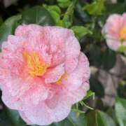 ヒメ日記 2025/03/24 09:20 投稿 鏡 セクシーキャット 神田店