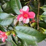 ヒメ日記 2025/03/26 09:33 投稿 鏡 セクシーキャット 神田店