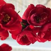 ヒメ日記 2025/04/02 09:13 投稿 鏡 セクシーキャット 神田店