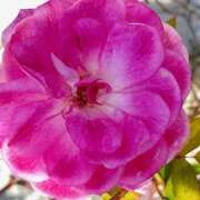 ヒメ日記 2025/04/03 09:05 投稿 鏡 セクシーキャット 神田店