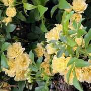 ヒメ日記 2025/04/14 09:35 投稿 鏡 セクシーキャット 神田店