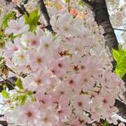 ヒメ日記 2025/04/16 09:16 投稿 鏡 セクシーキャット 神田店