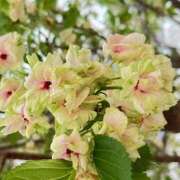 ヒメ日記 2025/04/21 09:24 投稿 鏡 セクシーキャット 神田店