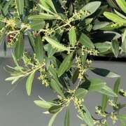 ヒメ日記 2025/04/24 17:10 投稿 鏡 セクシーキャット 神田店