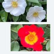 ヒメ日記 2025/04/27 09:32 投稿 鏡 セクシーキャット 神田店