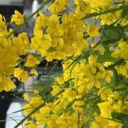 ヒメ日記 2025/04/28 09:08 投稿 鏡 セクシーキャット 神田店