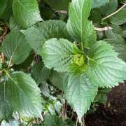 ヒメ日記 2025/04/30 10:02 投稿 鏡 セクシーキャット 神田店