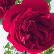 ヒメ日記 2025/05/08 09:35 投稿 鏡 セクシーキャット 神田店