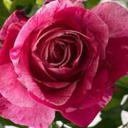 ヒメ日記 2025/05/18 16:40 投稿 鏡 セクシーキャット 神田店