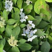 ヒメ日記 2025/05/25 10:30 投稿 鏡 セクシーキャット 神田店