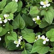 ヒメ日記 2025/05/26 09:29 投稿 鏡 セクシーキャット 神田店