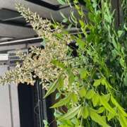 ヒメ日記 2025/06/01 08:50 投稿 鏡 セクシーキャット 神田店