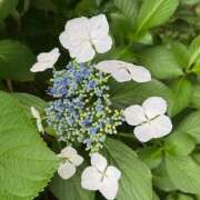 ヒメ日記 2025/06/15 16:37 投稿 鏡 セクシーキャット 神田店