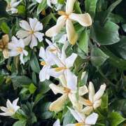 ヒメ日記 2025/06/16 09:12 投稿 鏡 セクシーキャット 神田店