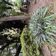 ヒメ日記 2025/06/22 09:29 投稿 鏡 セクシーキャット 神田店