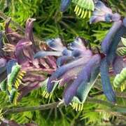 ヒメ日記 2025/06/25 09:34 投稿 鏡 セクシーキャット 神田店