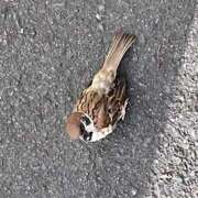 ヒメ日記 2025/06/29 08:59 投稿 鏡 セクシーキャット 神田店