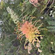 ヒメ日記 2025/07/10 10:20 投稿 鏡 セクシーキャット 神田店