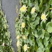 ヒメ日記 2025/07/20 11:12 投稿 鏡 セクシーキャット 神田店