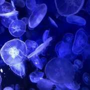 ヒメ日記 2025/07/23 09:32 投稿 鏡 セクシーキャット 神田店