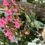 ヒメ日記 2025/07/27 10:08 投稿 鏡 セクシーキャット 神田店