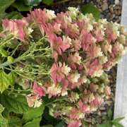 ヒメ日記 2025/07/30 10:40 投稿 鏡 セクシーキャット 神田店