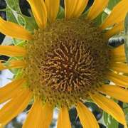 ヒメ日記 2025/07/31 09:30 投稿 鏡 セクシーキャット 神田店