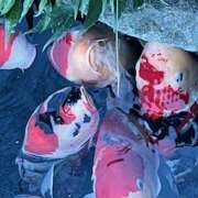 ヒメ日記 2025/08/07 09:05 投稿 鏡 セクシーキャット 神田店