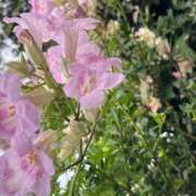 ヒメ日記 2025/08/13 09:41 投稿 鏡 セクシーキャット 神田店