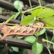 ヒメ日記 2025/08/14 18:21 投稿 鏡 セクシーキャット 神田店