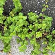 ヒメ日記 2025/08/25 08:58 投稿 鏡 セクシーキャット 神田店