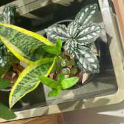 ヒメ日記 2025/08/27 09:43 投稿 鏡 セクシーキャット 神田店