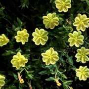 ヒメ日記 2025/09/17 09:39 投稿 鏡 セクシーキャット 神田店