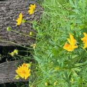 ヒメ日記 2025/09/28 10:53 投稿 鏡 セクシーキャット 神田店