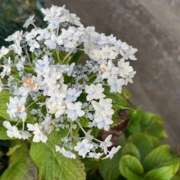 ヒメ日記 2025/09/28 17:22 投稿 鏡 セクシーキャット 神田店