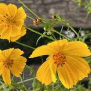 ヒメ日記 2025/10/12 13:53 投稿 鏡 セクシーキャット 神田店