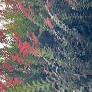 ヒメ日記 2025/10/15 09:16 投稿 鏡 セクシーキャット 神田店