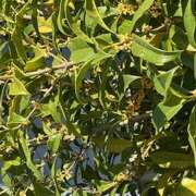 ヒメ日記 2025/10/20 12:14 投稿 鏡 セクシーキャット 神田店