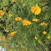 ヒメ日記 2025/10/23 09:46 投稿 鏡 セクシーキャット 神田店