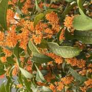 ヒメ日記 2025/10/26 09:10 投稿 鏡 セクシーキャット 神田店